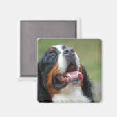 Berner Sennenhund Dog Magnet (Vorderseite/Rückseite)