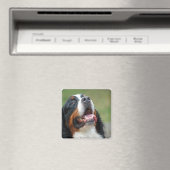 Berner Sennenhund Dog Magnet (In Situ (Geschirrspüler))