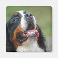 Berner Sennenhund Dog Magnet