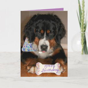 Berner Sennenhund Geburtstag Feiertagskarte