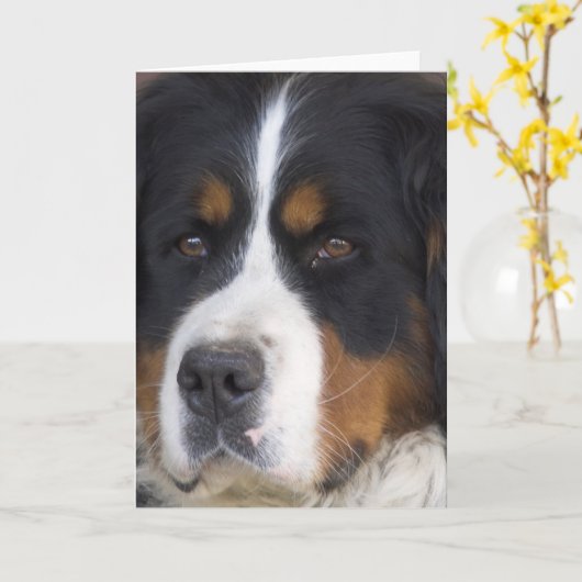 Berner Sennenhund Greeting Card Karte (Gelbe Blume)