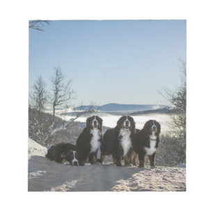 Berner Sennenhund-Gruppe Notizblock