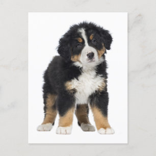 Berner Sennenhund Hallo, Liebe, Entschuldigung, Da Postkarte