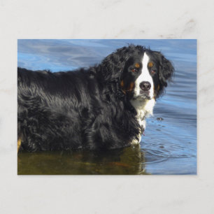 Berner Sennenhund Hallo, Liebe, Ich denke an Dich Postkarte