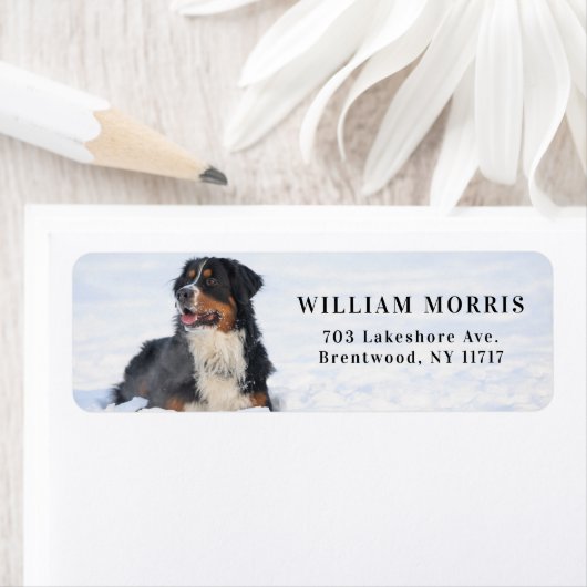 Berner Sennenhund im Schnee Rücksendeadresse (Insitu)