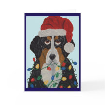 Berner Sennenhund in Weihnachtslichter verheddert
