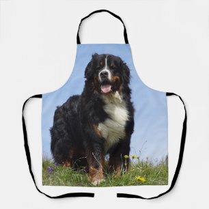 Berner Sennenhund komplett Schürze