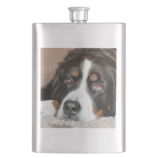Berner Sennenhund liegt Flachmann (Vorderseite)