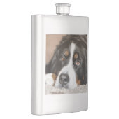 Berner Sennenhund liegt Flachmann (Rechts)