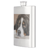 Berner Sennenhund liegt Flachmann (Links)