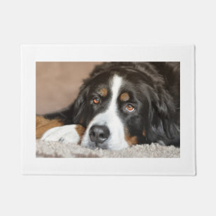 Berner Sennenhund liegt Fußmatte