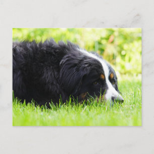 Berner Sennenhund liegt im Gras Postkarte