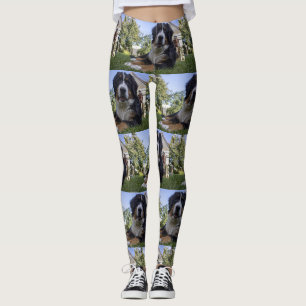 Berner Sennenhund liegt zweiter Leggings