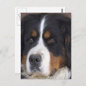 Berner Sennenhund Postcard Postkarte (Vorne/Hinten)