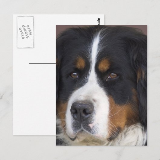 Berner Sennenhund Postcard Postkarte (Vorne/Hinten)