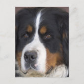 Berner Sennenhund Postcard Postkarte (Vorderseite)