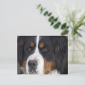 Berner Sennenhund Postcard Postkarte (Stehend Vorderseite)