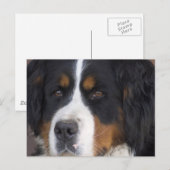 Berner Sennenhund Postcard Postkarte (Vorne/Hinten)