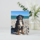Berner Sennenhund Postkarte (Stehend Vorderseite)