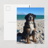 Berner Sennenhund Postkarte (Vorne/Hinten)