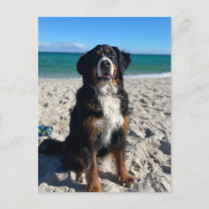 Berner Sennenhund  Postkarte
