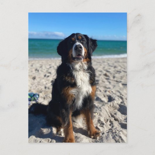Berner Sennenhund Postkarte (Vorderseite)
