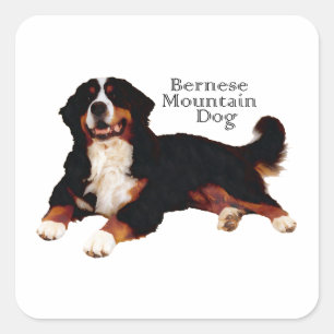 Berner Sennenhund Quadratischer Aufkleber