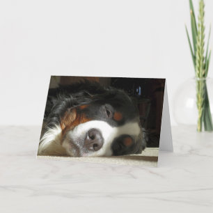 Berner Sennenhund schlafend Karte
