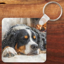 Berner Sennenhund