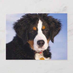 Berner Sennenhund - Süßes Welpenfoto Postkarte