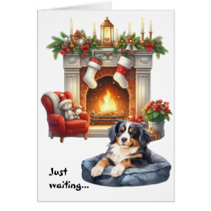 Berner Sennenhund wartet auf Weihnachten