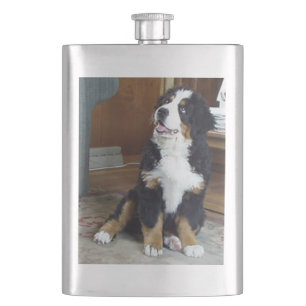 Berner Sennenhund Welpe Flachmann