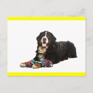 Berner Sennenhund-Welpen-Hund Leer Postkarte