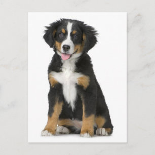 Berner Sennenhund-Welpen-Hund leere Postkarte