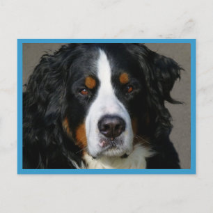 Berner Sennenhund-Welpen-Hund leere Postkarte