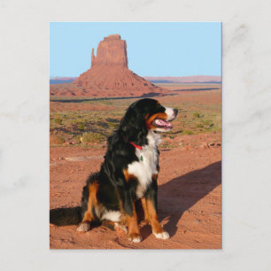 Berner Sennenhund-Welpen-Hund-Leere Postkarte