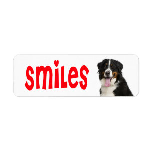 Berner Sennenhund Welpen-Mutter-Hund-Rettung-Vater