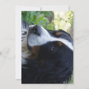 Berner Sennenhund zweiter Geburtstag Einladung