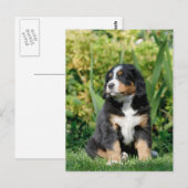 Berner Welpe Postkarte (Vorne/Hinten)