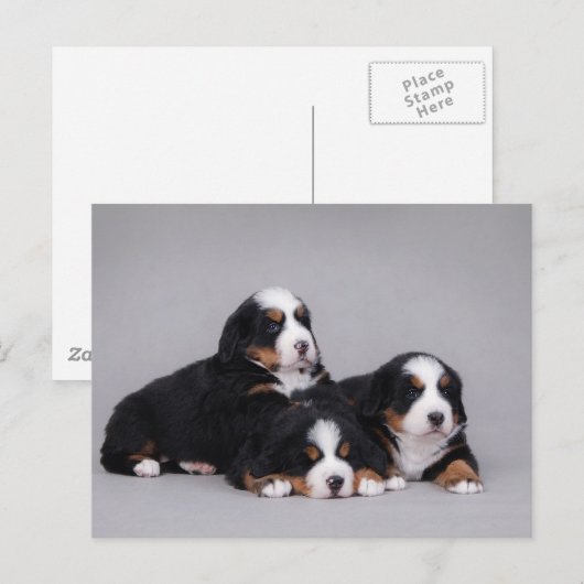 Berner Welpen Postkarte (Vorne/Hinten)