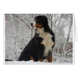 Bernese Gebirgshund