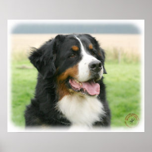 Bernese Gebirgshund 9Y066D-046 Poster