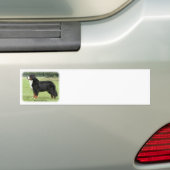 Bernese Gebirgshund 9Y236D-087 Autoaufkleber (Auf Auto)