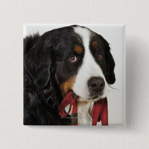 Bernese Gebirgshund (Berner Sennenhund) mit Button