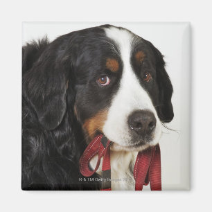 Bernese Gebirgshund (Berner Sennenhund) mit Magnet