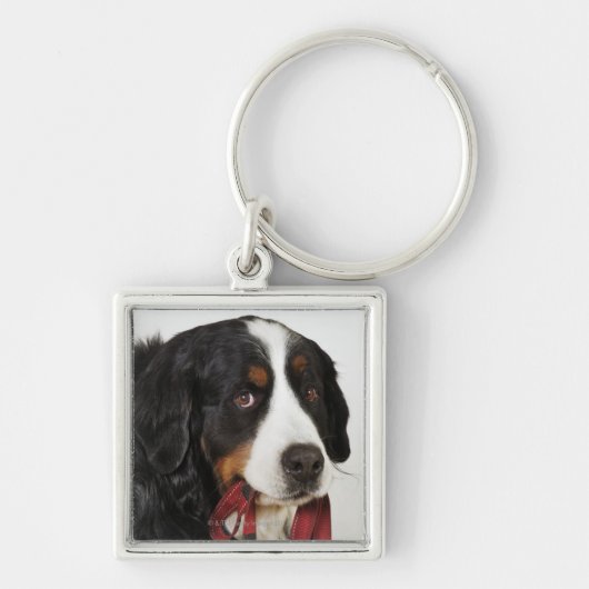 Bernese Gebirgshund (Berner Sennenhund) mit Schlüsselanhänger (Vorne)