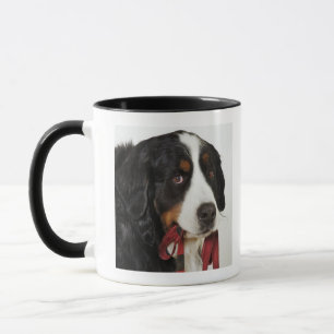 Bernese Gebirgshund (Berner Sennenhund) mit Tasse