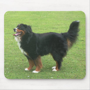 Bernese Gebirgshund Mousepad