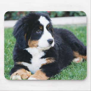 Bernese Gebirgshund Mousepad