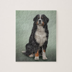Bernese Gebirgshund Puzzle